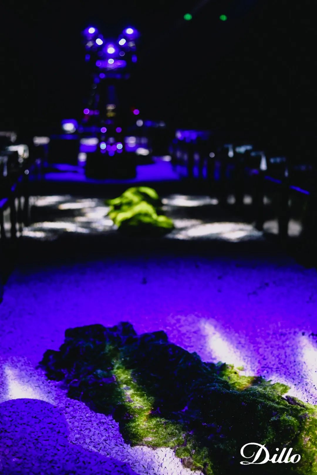 DILLO2022春夏發(fā)布活動(dòng)策劃秀出時(shí)尚更多與眾不同的玩法和創(chuàng)造 - 第22張 - 會(huì)展活動(dòng)策劃CCASY.COM DILLO2022春夏發(fā)布活動(dòng)策劃秀出時(shí)尚更多與眾不同的玩法和創(chuàng)造 - 第22張