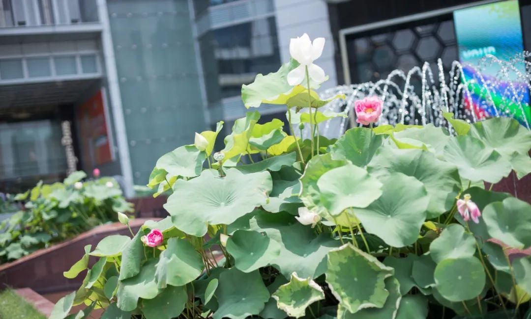 廣州天河城26周年全真荷花主題展覽活動(dòng)策劃打造了一片新奇的消暑之地 - 第20張 - 會(huì)展活動(dòng)策劃CCASY.COM 廣州天河城26周年全真荷花主題展覽活動(dòng)策劃打造了一片新奇的消暑之地 - 第20張