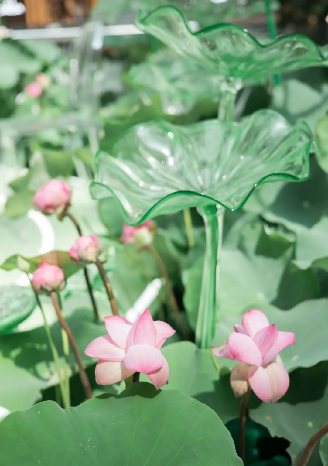 廣州天河城26周年全真荷花主題展覽活動(dòng)策劃打造了一片新奇的消暑之地 - 第11張 - 會(huì)展活動(dòng)策劃CCASY.COM 廣州天河城26周年全真荷花主題展覽活動(dòng)策劃打造了一片新奇的消暑之地 - 第11張