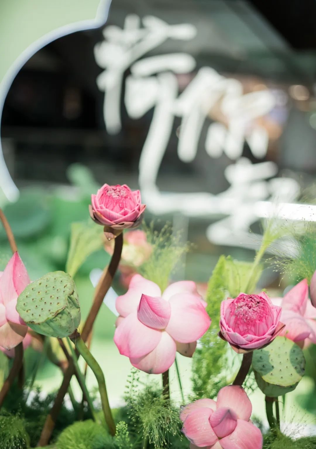 廣州天河城26周年全真荷花主題展覽活動(dòng)策劃打造了一片新奇的消暑之地 - 第17張 - 會(huì)展活動(dòng)策劃CCASY.COM 廣州天河城26周年全真荷花主題展覽活動(dòng)策劃打造了一片新奇的消暑之地 - 第17張