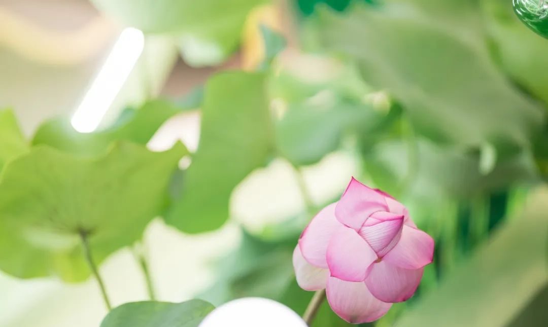 廣州天河城26周年全真荷花主題展覽活動(dòng)策劃打造了一片新奇的消暑之地 - 第19張 - 會(huì)展活動(dòng)策劃CCASY.COM 廣州天河城26周年全真荷花主題展覽活動(dòng)策劃打造了一片新奇的消暑之地 - 第19張