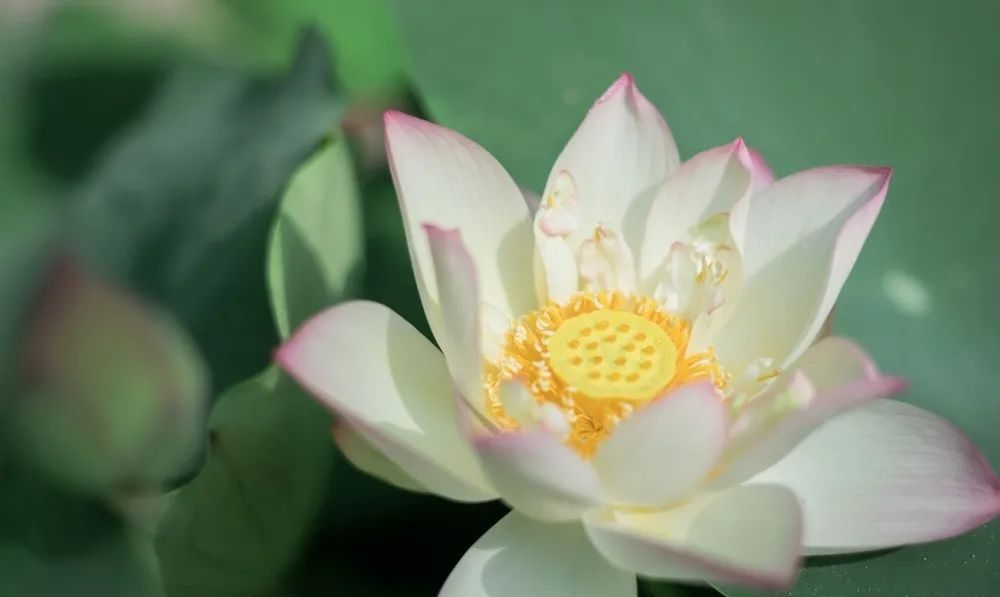 廣州天河城26周年全真荷花主題展覽活動(dòng)策劃打造了一片新奇的消暑之地 - 第21張 - 會(huì)展活動(dòng)策劃CCASY.COM 廣州天河城26周年全真荷花主題展覽活動(dòng)策劃打造了一片新奇的消暑之地 - 第21張