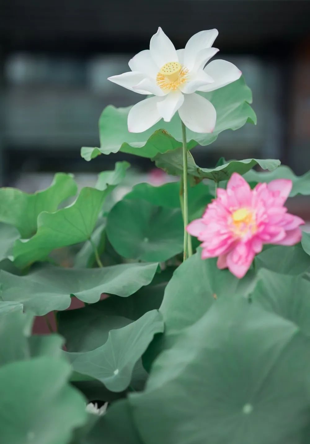 廣州天河城26周年全真荷花主題展覽活動(dòng)策劃打造了一片新奇的消暑之地 - 第22張 - 會(huì)展活動(dòng)策劃CCASY.COM 廣州天河城26周年全真荷花主題展覽活動(dòng)策劃打造了一片新奇的消暑之地 - 第22張