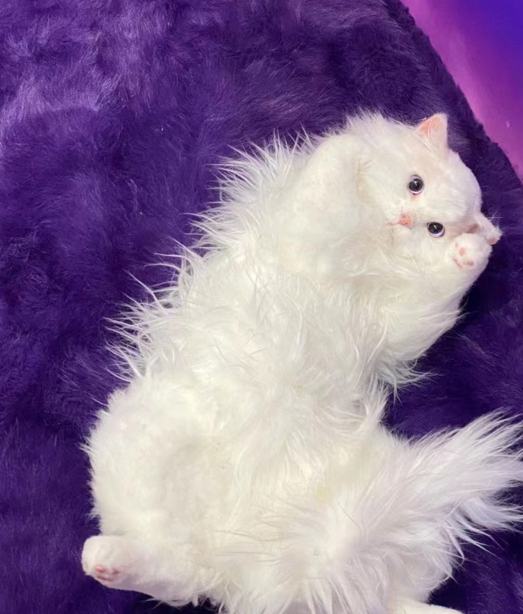 Nerdy首爾巨喵快閃店活動策劃瞬間點燃你的少女心 - 第23張 - 會展活動策劃CCASY.COM Nerdy首爾巨喵快閃店活動策劃瞬間點燃你的少女心 - 第23張