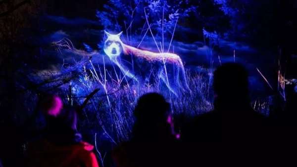 看，白雪季節(jié)的燈光秀活動策劃的主角是一群夜行動物，真美