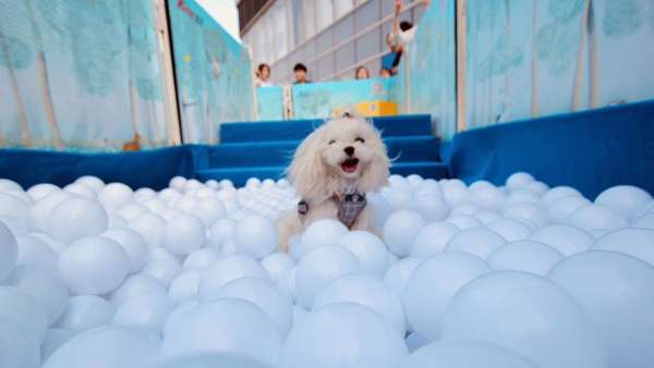 萌寵嘉年華會展活動上歡聲一片，萌寵們更是釋放了束縛放開玩