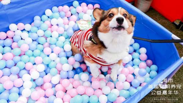 魔都寵物嘉年華活動策劃，各大萌寵治愈力真的超級MAX！