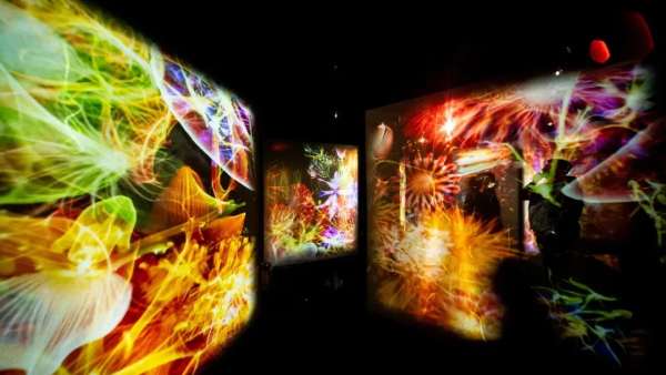 「B.A綻放生命之美」沉浸式展覽活動策劃，是生命律動的藝術(shù)魅力