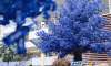 藍(lán)色櫻花節(jié)活動策劃你見過嗎？一起沉浸于藍(lán)色櫻花的夢幻中吧